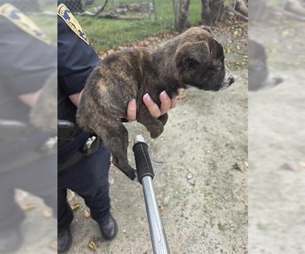 Medium Photo #1 German Shepherd Dog-Unknown Mix Puppy For Sale in Houston, TX, USA