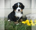 Puppy Maverick Bernese Mountain Dog
