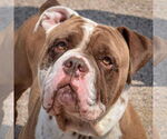 Small #5 Bulldog