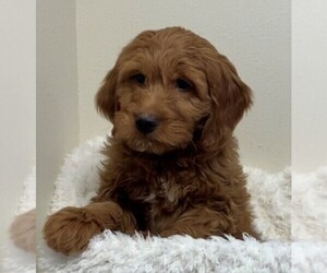 Goldendoodle (Miniature) Puppy for sale in HULL, IA, USA