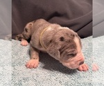 Small #5 Great Dane