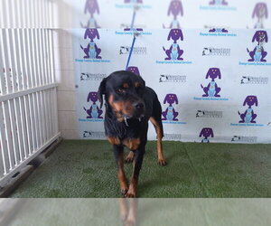 Rottweiler Dogs for adoption in Orlando, FL, USA