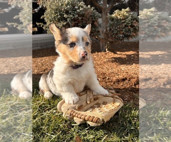 Medium Photo #5 Pembroke Welsh Corgi Puppy For Sale in MIDDLEBURY, IN, USA