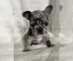 Small Photo #3 French Bulldog Puppy For Sale in DECATUR, IL, USA