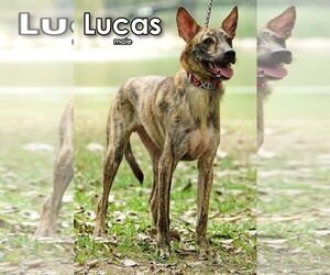 Lucas from Taiwan - Male Mutt Dog for Adoption - Photo #3