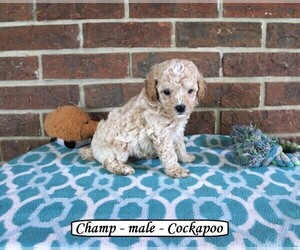 Cock-A-Poo Puppy for sale in CLARKRANGE, TN, USA