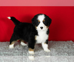 Small Photo #70 Bernese Mountain Dog Puppy For Sale in MILLERSBURG, IN, USA