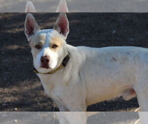 Mutt Dogs for adoption in El Centro, CA, USA