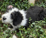Small Photo #3 Bernedoodle Puppy For Sale in SAN ANTONIO, TX, USA