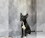 DJANGO - Male Mutt Dog for Adoption - Small photo
