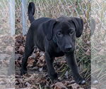 Small #2 Labrador Retriever Mix