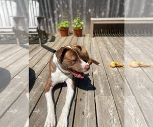FERGAL aka RAMBO - Male Mutt Dog for Adoption - Photo #3
