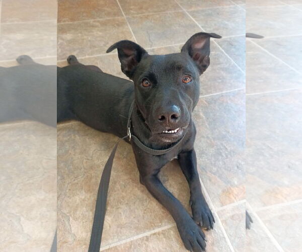 Medium Photo #3 Dachsador Puppy For Sale in Monticello, MS, USA