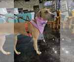 Small #4 Black Mouth Cur-Weimaraner Mix