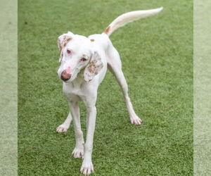 Mutt Dogs for adoption in Hilton Head, SC, USA