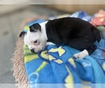 Small #3 Boston Terrier