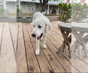 Great Pyrenees Dog for Adoption in MULLIN, Texas USA