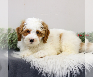 Goldendoodle (Miniature) Puppy for sale in EAST EARL, PA, USA