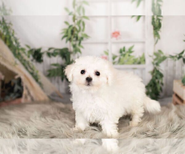 Medium Photo #3 Cavachon Puppy For Sale in WARSAW, IN, USA