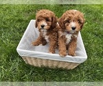 Small #8 Cavapoo