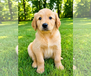Golden Retriever Puppy for Sale in FAIR HAVEN, Michigan USA