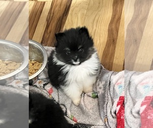 Pomeranian Puppy for sale in KENDALLVILLE, IN, USA