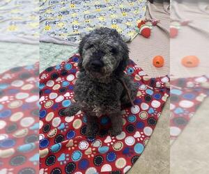 Labradoodle Dogs for adoption in Fort Wayne, IN, USA