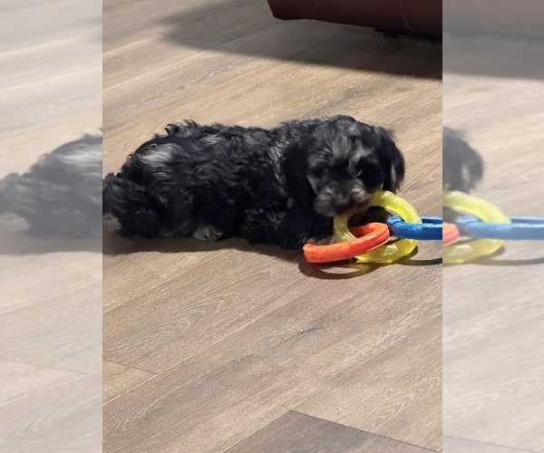 Medium Photo #3 Goldendoodle Puppy For Sale in CRAWFORDSVILLE, IN, USA