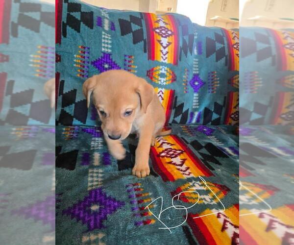 Medium Photo #1 Bernese Mountain Dog-Labrador Retriever Mix Puppy For Sale in Calgary, Alberta, Canada