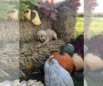 Small Photo #6 Golden Retriever Puppy For Sale in LODI, NY, USA