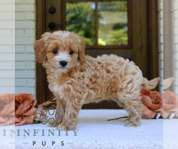 Medium Photo #1 Cavapoo (Miniature) Puppy For Sale in NARVON, PA, USA