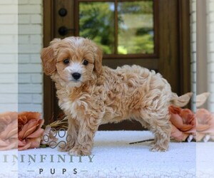 Cavapoo (Miniature) Puppy for sale in NARVON, PA, USA