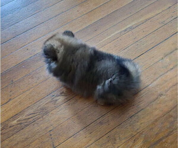 Medium Photo #2 Pomeranian Puppy For Sale in ASHEBORO, NC, USA