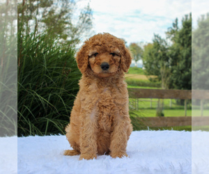Poodle (Standard) Puppy for sale in GORDONVILLE, PA, USA