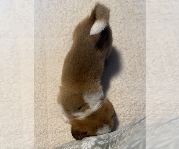 Medium Photo #4 Pembroke Welsh Corgi Puppy For Sale in GRAND RAPIDS, MI, USA