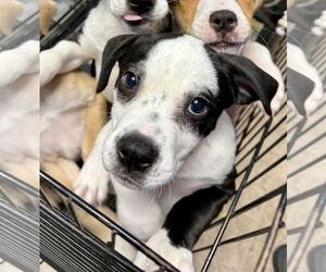 American Boston Bull Terrier Dogs for adoption in GILBERTS, IL, USA