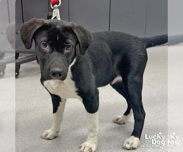 Medium Photo #1 Labrador Retriever-Unknown Mix Puppy For Sale in Washington, DC, USA