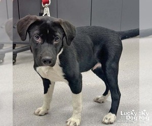 Labrador Retriever-Unknown Mix Dogs for adoption in Washington, DC, USA