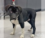 Sneakers - Male Labrador Retriever-Unknown Mix Dog for Adoption - Small photo