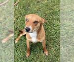Small #1 Australian Kelpie