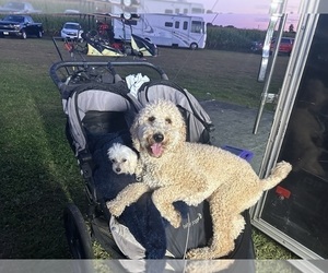 Mother of the Poodle (Standard) puppies born on 02/24/2025