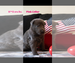 Small #5 German Shepherd Dog