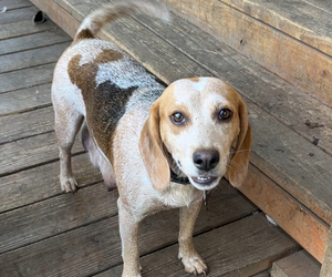 Mother of the Beagle puppies born on 10/12/2025