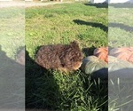 Litter of 3 - Male(s) and Female(s) Bernedoodle-Poodle (Miniature) MixLitter of Puppies for Sale - Photo #4