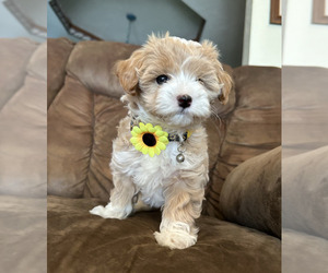 Medium Maltipoo