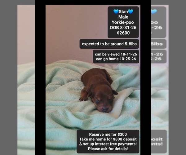 Medium Photo #1 Yorkipoo Puppy For Sale in TUCSON, AZ, USA