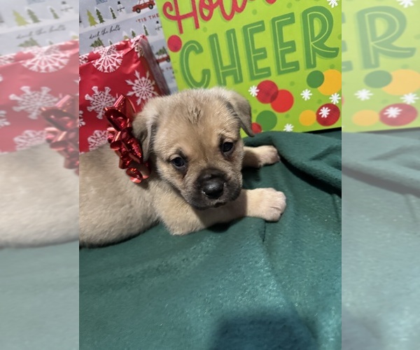 Medium Photo #2 Cane Corso Puppy For Sale in PECATONICA, IL, USA