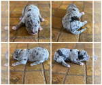 Puppy 4 American Pit Bull Terrier-Catahoula Leopard Dog Mix