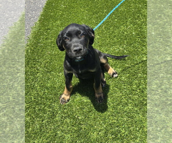 Medium Photo #1 Mutt Puppy For Sale in Evansville, IN, USA
