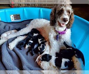 Mother of the Cavapoo-Poodle (Standard) Mix puppies born on 02/28/2023